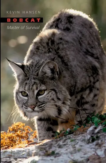 Cover of Bobcat