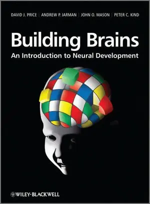 Cover of Building Brains