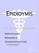 Cover of Epididymis