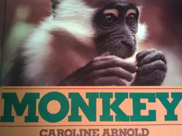 Cover of Monkey