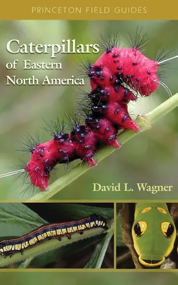 Cover of Caterpillars of the Eastern United States