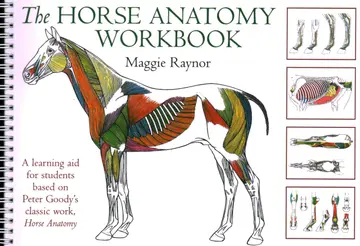 Cover of Horse Anatomy Workbook