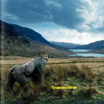 Cover of Translocation