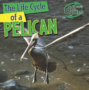 Cover of The Life Cycle of a Pelican