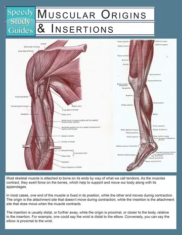 Cover of Muscular Origins & Insertions