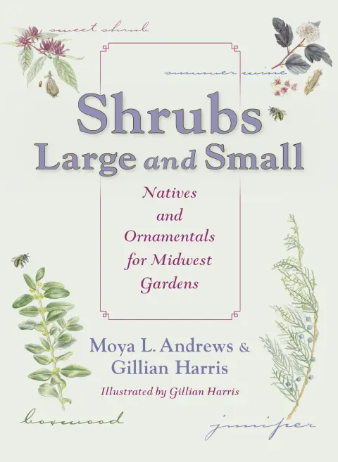 Cover of Shrubs Large and Small