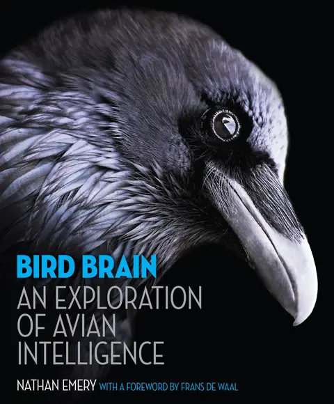 Cover of Bird Brain