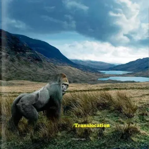 Cover of Translocation