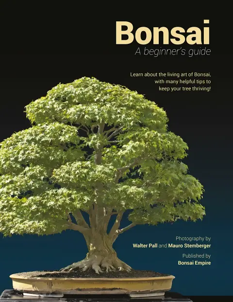 Cover of Bonsai