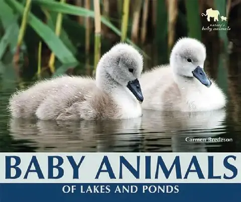 Cover of Baby Animals of Lakes and Ponds