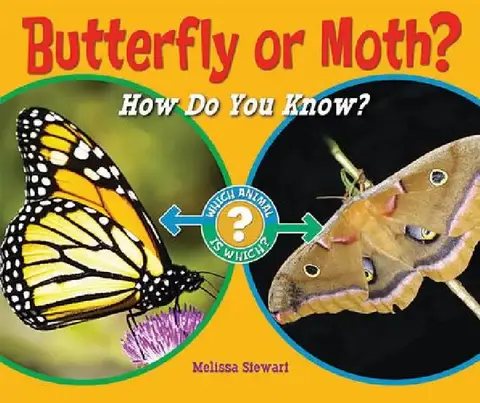 Cover of Butterfly or Moth?