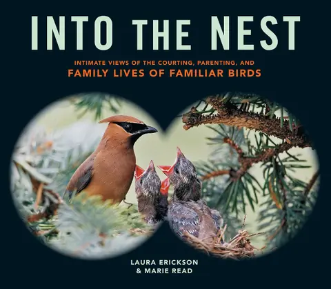 Cover of Into the Nest