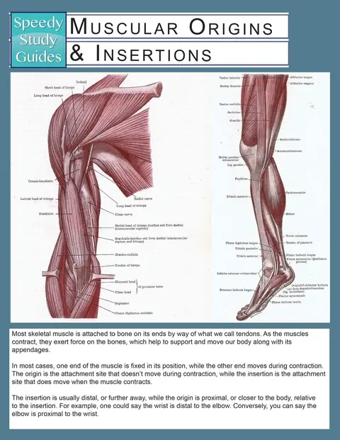 Cover of Muscular Origins & Insertions