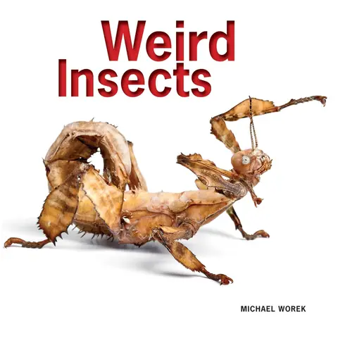 Cover of Weird Insects