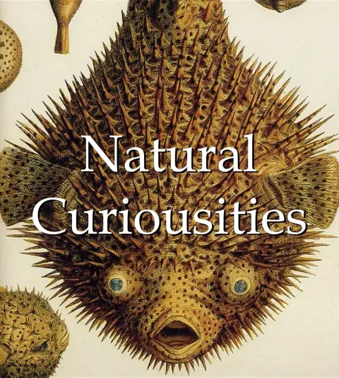 Cover of Natural Curiousities