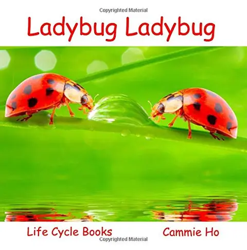 Cover of Ladybug Ladybug