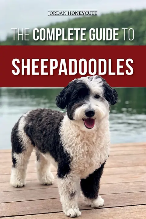Cover of The Complete Guide to Sheepadoodles