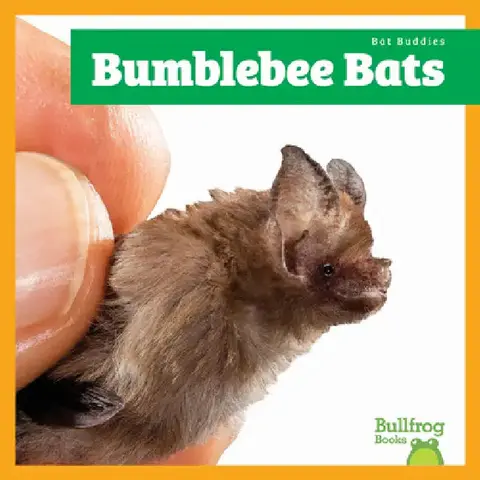 Cover of Bumblebee Bats